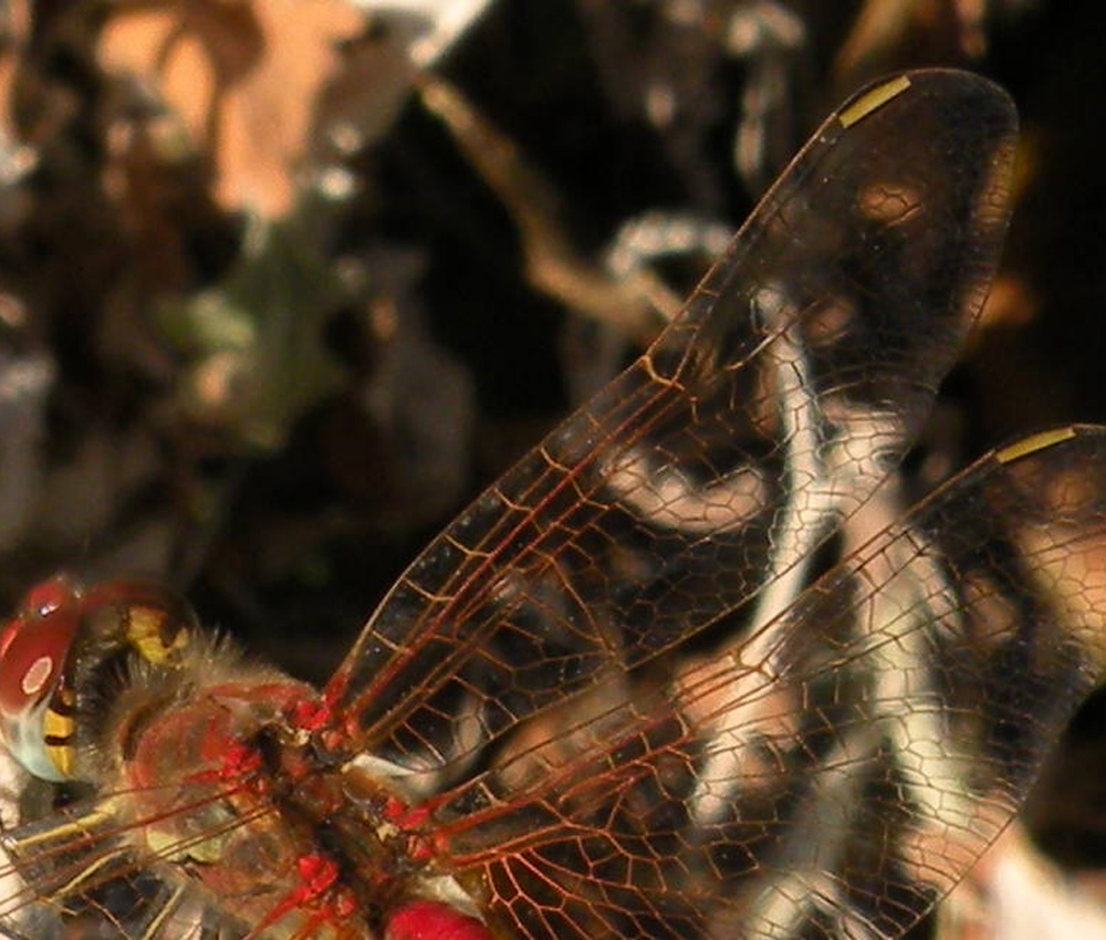 Libellula dalla Turchia: Sympetrum fonscolombii